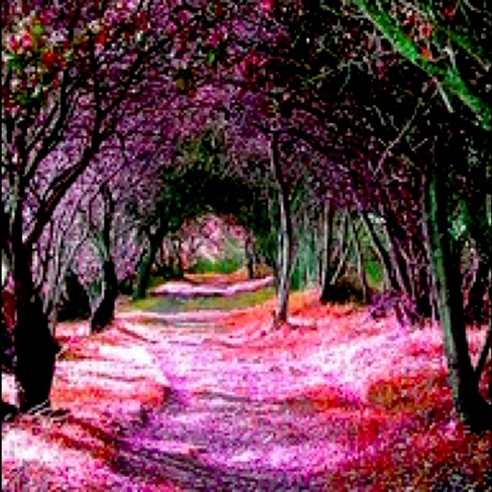 🧚‍♀️The “PoshPathway”